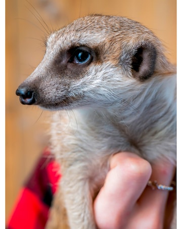 Meet the Meerkats for Two