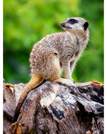 Meet the Meerkats for Two