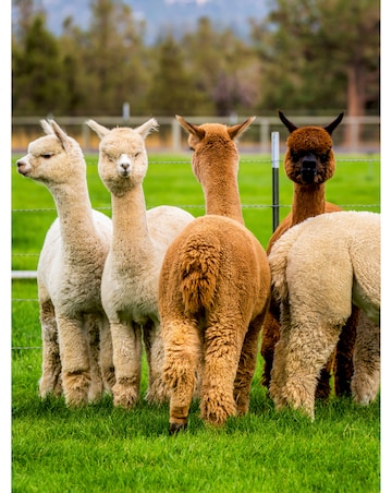 Alpaca Walk for a Family of Four