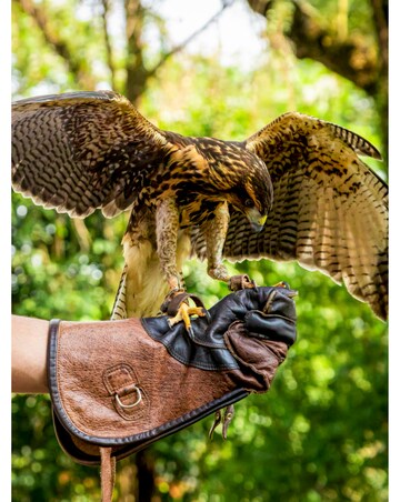 Animal Encounter