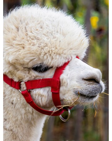 Alpaca Walk for a Family of Four