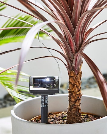Smart Garden Starburst Solar String Lights