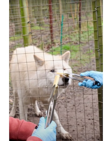Hoo Zoo and Dinosaur World Wild Wolf Breakfast for Two E - Voucher