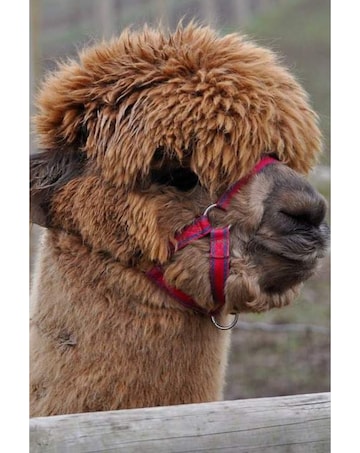Alpaca Walk and Meet the Animals For Two at Lucky Tails Alpaca Farm E - Voucher