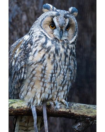 Millets Wildside Two Hour Falconry Taster for Two E - Voucher