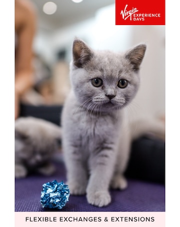 Kitty Yoga Session with Play Time for Two E-Voucher, 3 Locations