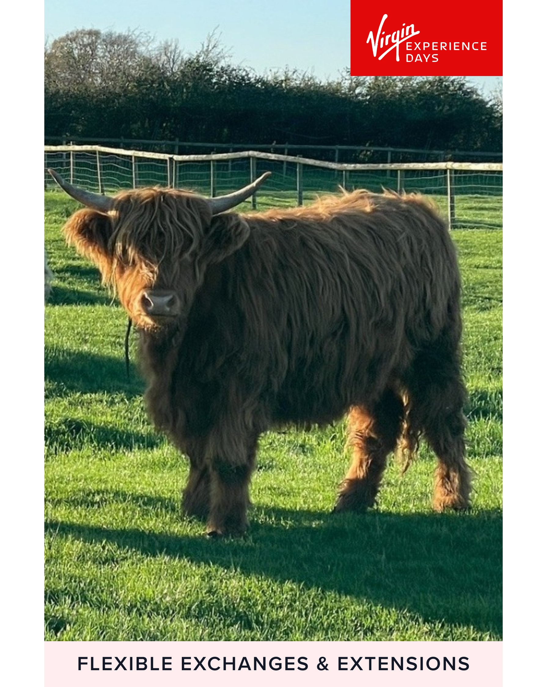 Highland Cow