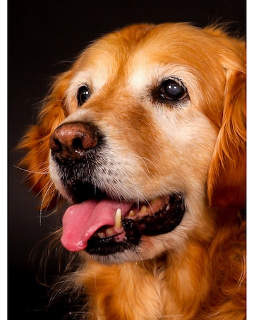 Activity Superstore Pet Portrait