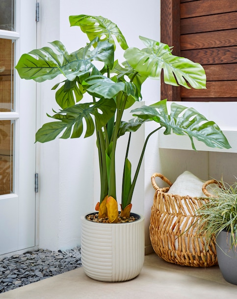 Indoor/Outdoor Swiss Cheese Plant